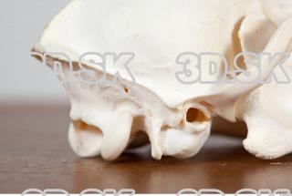 Skull photo reference 0084